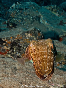 Cuttlefish among the rocks
Palm Mar, Tenerife.
Olympus ... by Christian Nielsen 
